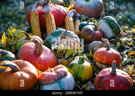 Pumpkins in autumn Thanksgiving card Stock Photo