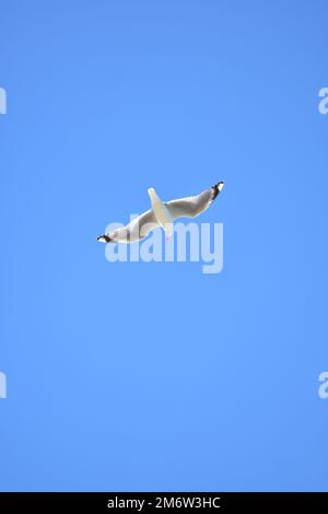 Red billed seagull with spread wings on blue sky background. Location: New Zealand Stock Photo