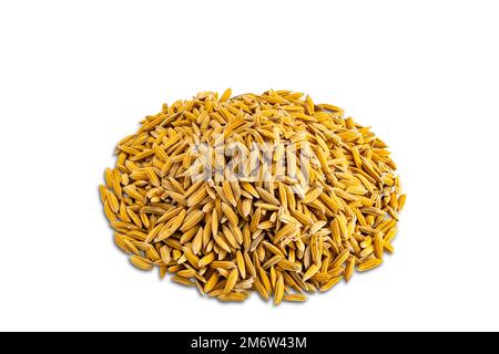 High angle view closeup pile of paddy rice isolated on white background. Stock Photo