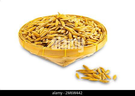 High angle view pile of dry freshly harvested golden color paddy jasmine rice in woven bamboo basket. Stock Photo