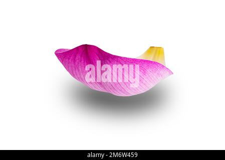 Single lotus petal or single sacred lotus petal isolated on white background. Stock Photo