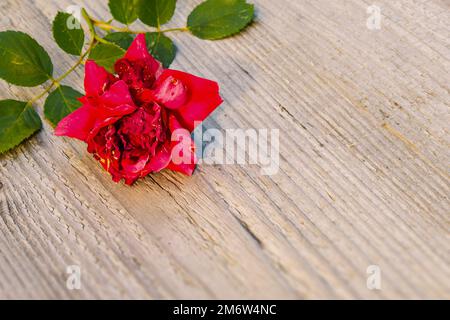 Withered red rose background Stock Photo