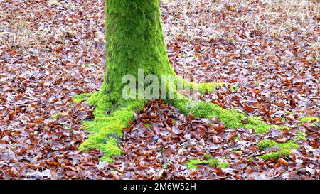Moss-covered tree trunk Stock Photo