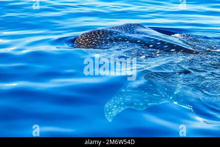 Huge beautiful whale shark swims on the water surface on boat tour in Cancun Quintana Roo Mexico. Stock Photo