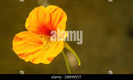 Nasturtium flower Stock Photo
