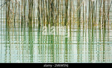Reed grass water reflections background Stock Photo
