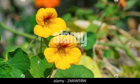 Nasturtium flower Stock Photo