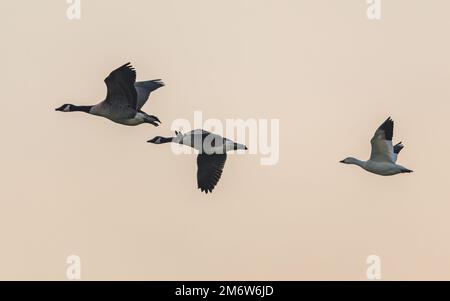 Snow Goose, Anser caerulescens and Canada Geese, Branta canadensis in flight Stock Photo