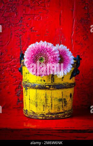 Yellow Bucket With Two Pink Gerbera Daises Stock Photo