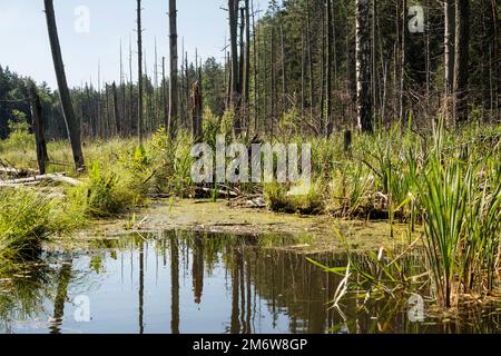 Lake in the forest Stock Photo