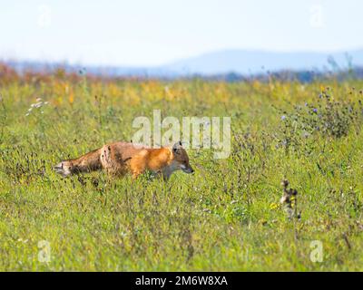 A magnificent wild Red Fox (Vulpes vulpes) hunting for food to eat in the long grass. Stock Photo