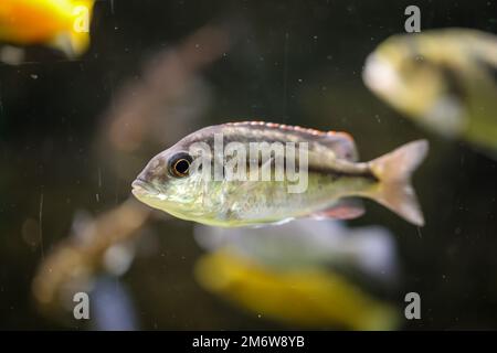 Portrait of a colorful Malawi cichlid in the aquarium. Stock Photo