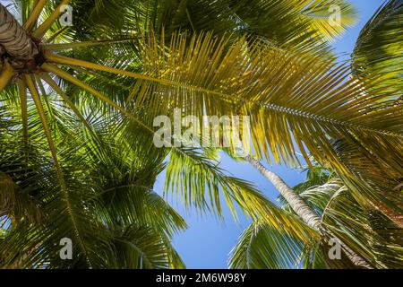 Tropical paradise, idyllic caribbean palm trees in Punta Cana, Dominican Republi Stock Photo