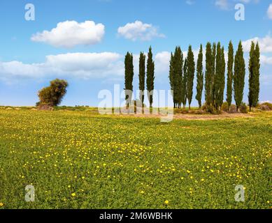 The blooming Negev desert Stock Photo