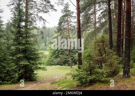 Pine forest Stock Photo