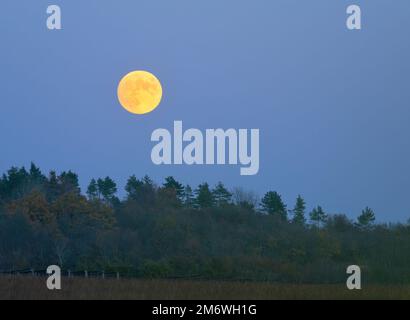 Rising full moon Stock Photo
