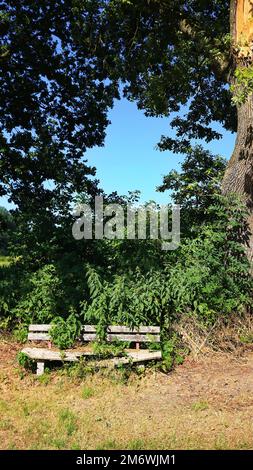 Scruffy, collapsed bench by the side of the road under a tree. Stock Photo