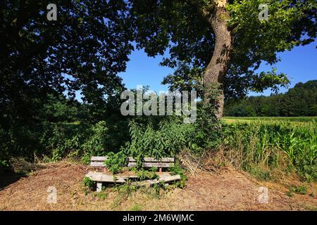 Scruffy, collapsed bench by the side of the road under a tree. Stock Photo