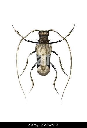 Giant African Longhorn Beetle (Petrognatha gigas) illustrated by Charles Dessalines D'Orbigny (1806-1876). Digitally enhanced from our own 1892 editio Stock Vector