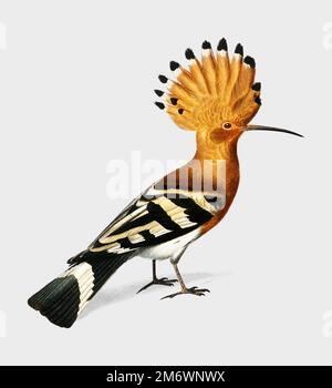 Huppe commune (Hoopoe) illustrated by Charles Dessalines D'Orbigny (1806-1876). Digitally enhanced from our own 1892 edition of Dictionnaire Universel Stock Vector