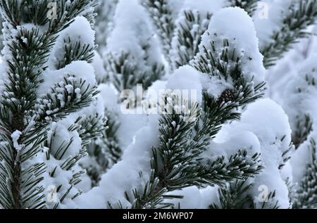 A horizontal image of a pine tree branch covered with snow and frost Stock Photo