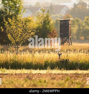 Surprised cute roe deer, capreolus capreolus, buck in summer standing in high grass with green blurred background. Stock Photo