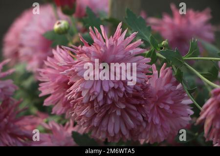 A close up photo of a bunch of dark pink chrysanthemum flowers with yellow centers and white tips on their petals. Stock Photo