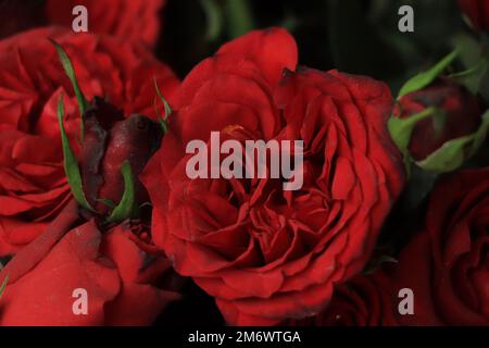 dark red rose close up shot Stock Photo