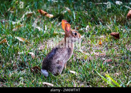 Rabbit standing up in a field surround by leaves Stock Photo