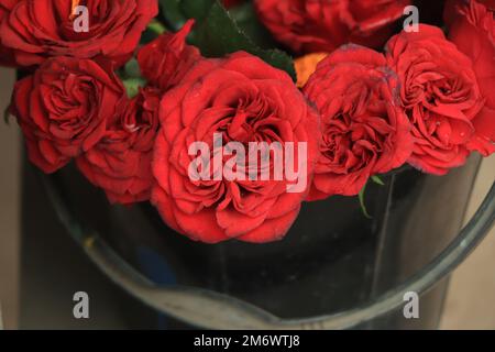 dark red rose close up shot Stock Photo