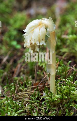 Parasitic plant Pinesap (False beech-drops, Hypopitys monotropa) in a pine forest Stock Photo