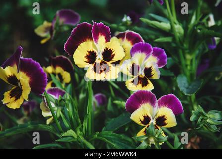 Purple yellow pansies in summer garden Stock Photo