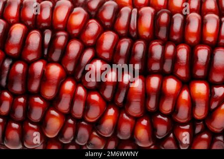 Close up of Decorative Corn AKA Indian Corn Stock Photo