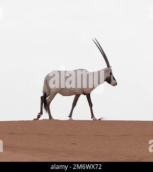 Solitary lonely arabian oryx in desert landscape. Dubai, UAE. Stock Photo