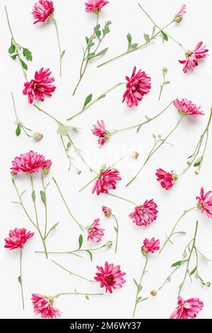 Pink flowers floral texture, chrysanthemums on white background Stock Photo