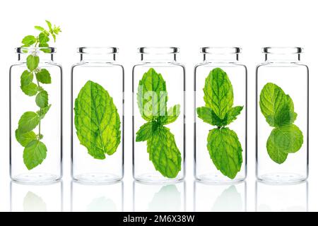 Bottles of essential oil with mint isolated on white background. Stock Photo