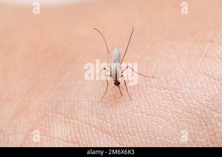 Mosquito on Skin, Mansonia sp , Satara , Maharashtra , India Stock Photo