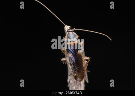 Brown banded cockroach,  Supella longipalpa, Satara,Maharashtra, India Stock Photo