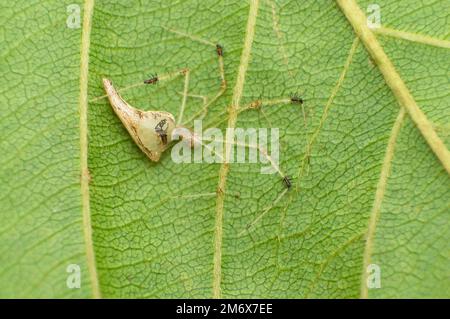 Comb footed spider - Meotipa sp. , resting under leaf, Amba , Kolhapur , Maharashtra , India Stock Photo