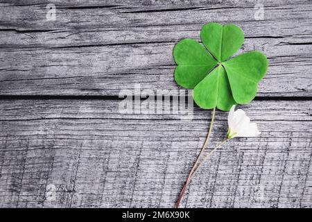 Green four leaf clover on wooden background Stock Photo