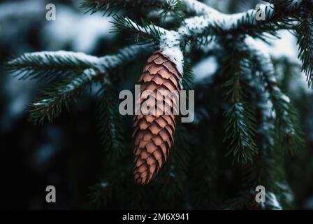 Spruce branches and pine cone under snow in winter forest Stock Photo