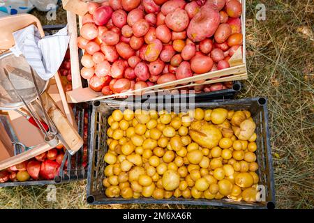 Above view on pile of sorted white and red raw unpeeled young potatoes in black plastic crates and a box full of kitchen utensils for preparing and pe Stock Photo