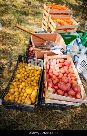 Above view on pile of sorted white and red raw unpeeled young potatoes in black plastic crates and a box full of kitchen utensils for preparing and pe Stock Photo