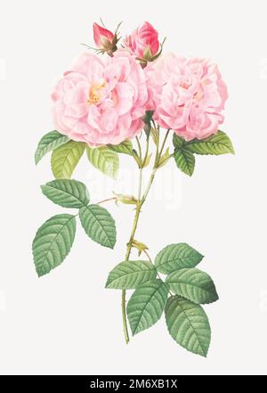 Vintage Italian damask rose vector Stock Vector