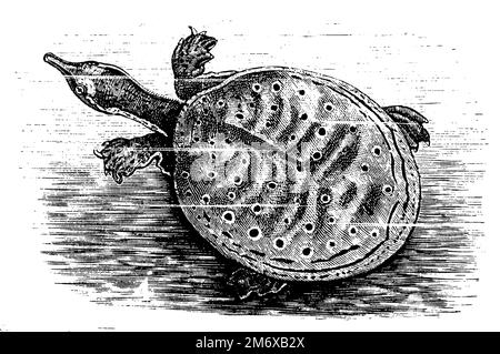 Florida softshell turtle, Apalone ferox,  (encyclopedia, 1891), Florida-Weichschildkröte, Testudo ferox Stock Photo
