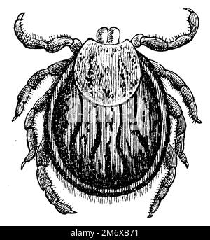 Ixodes ricinus, Ixodes ricinus,  (encyclopedia, 1889), Gemeiner Holzbock, Ixodes ricinus Stock Photo