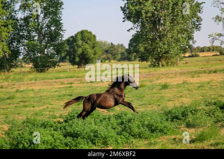 A horse, a herd of horses racing in a paddock. Stock Photo