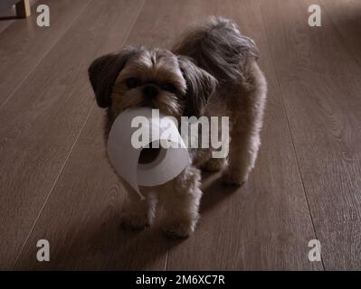 https://l450v.alamy.com/450v/2m6xc7r/photo-of-a-small-shih-tzu-dog-holding-toilet-paper-in-his-teeth-in-the-apartment-2m6xc7r.jpg