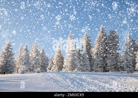 Amazing winter landscape with snowy fir trees in the mountains Stock Photo