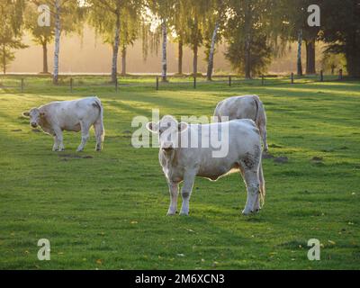 Cows in westphalia Stock Photo